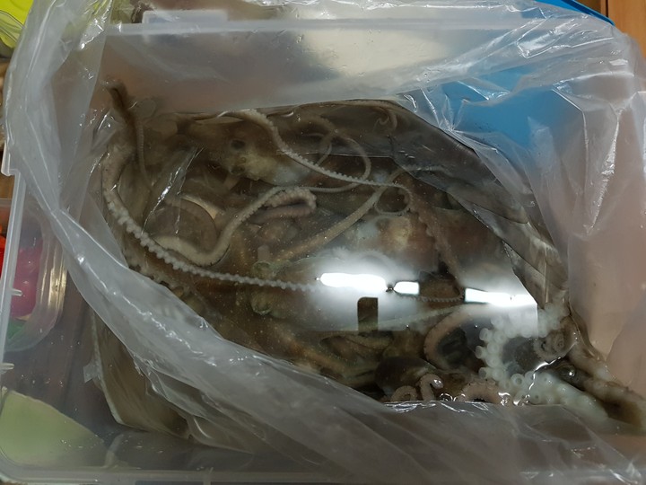 살아있는낙지