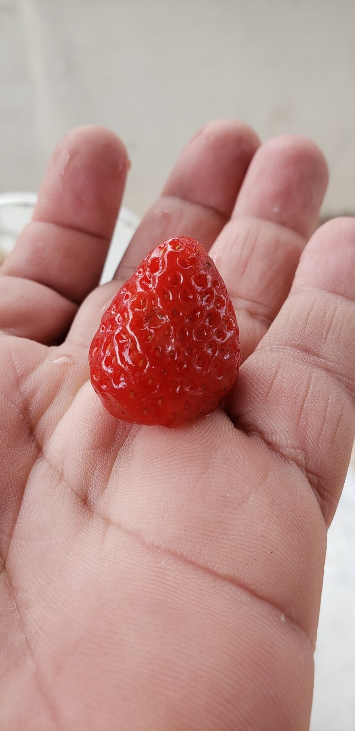 Morango
