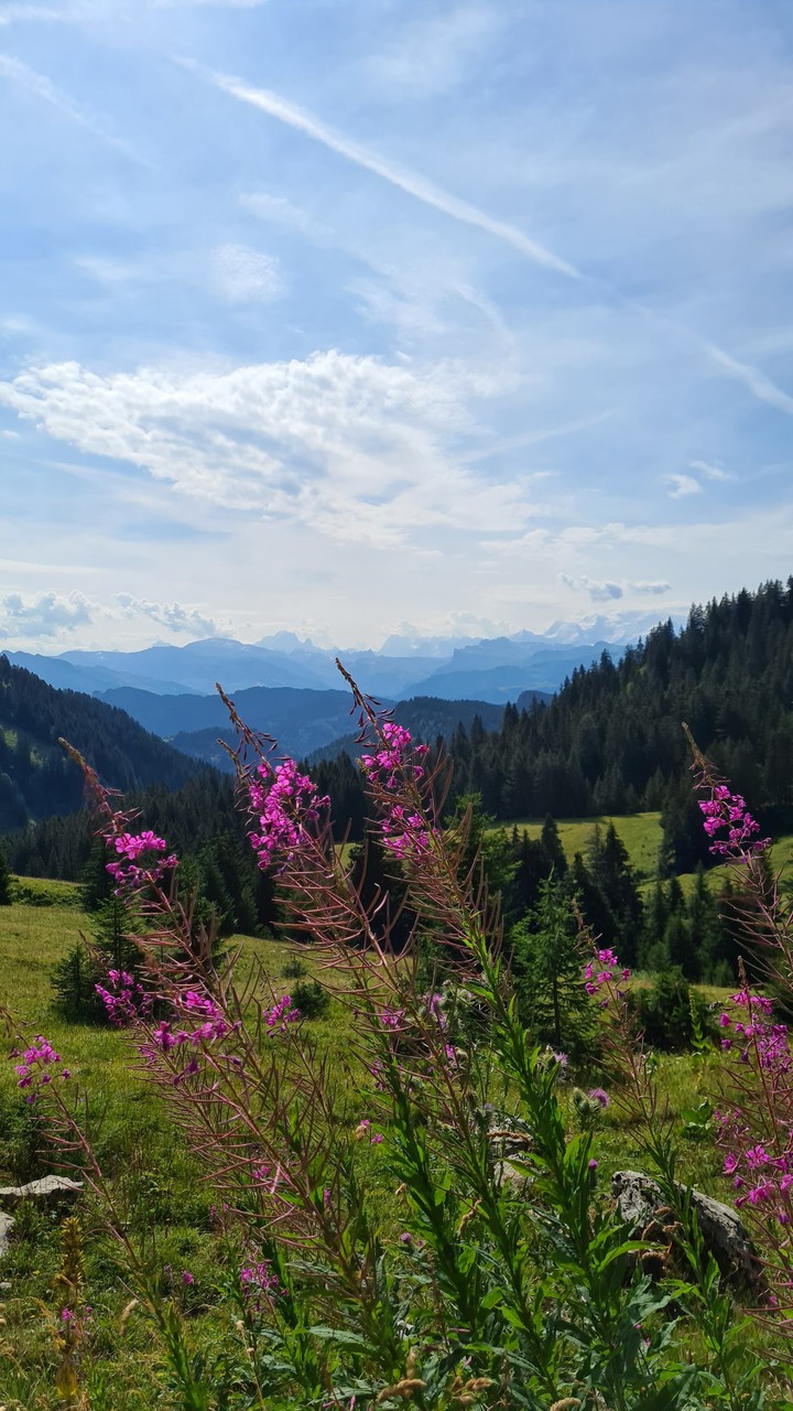 Mont Blanc view