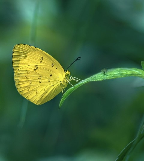 шпалери pollinator, butterfly