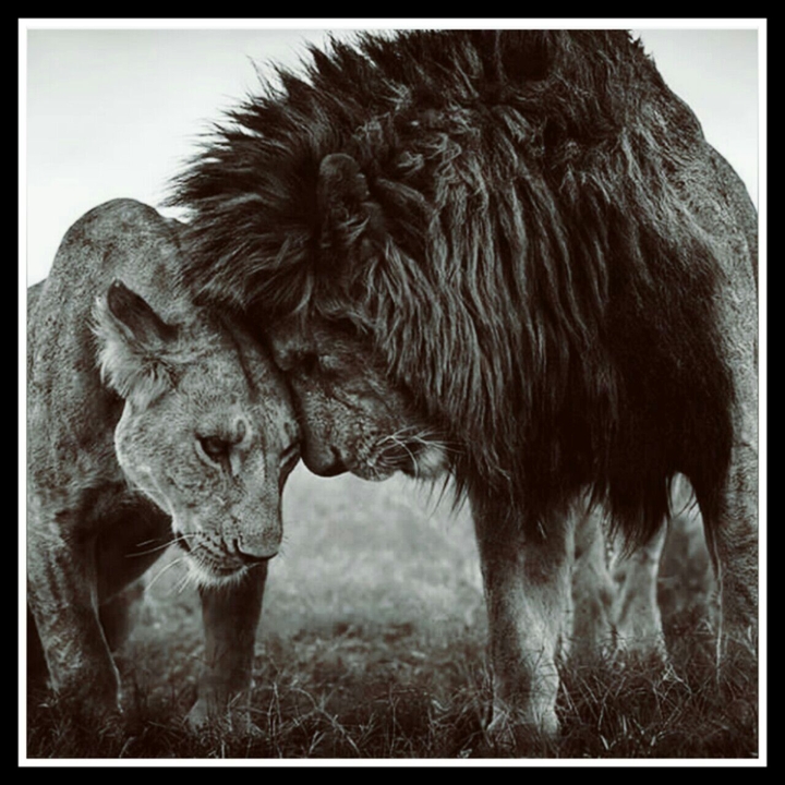 lion#king#queen#love