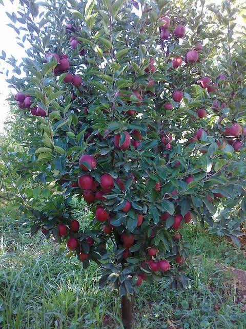apple