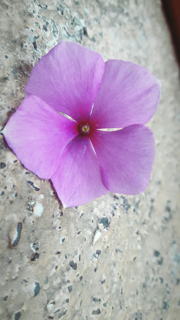 cute little flower