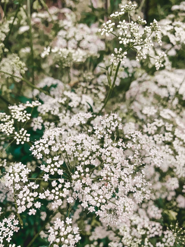 White flower