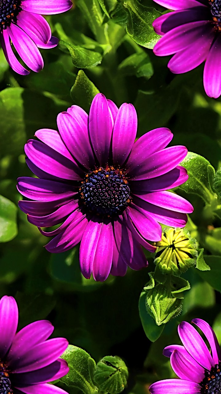 gerbera