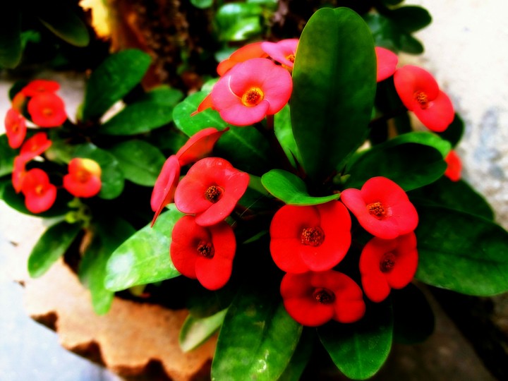 Red Flower