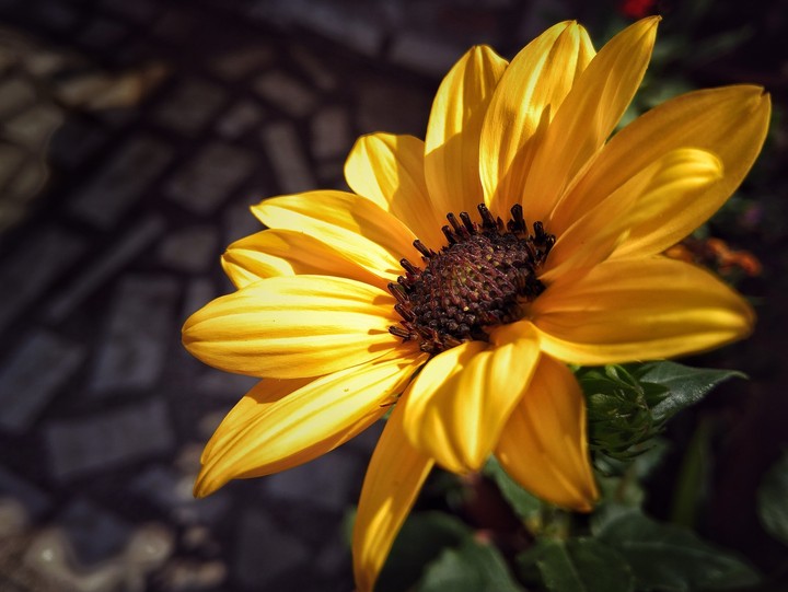 Flower