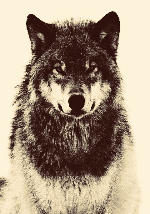 wolf