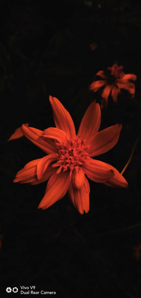 Bright flower