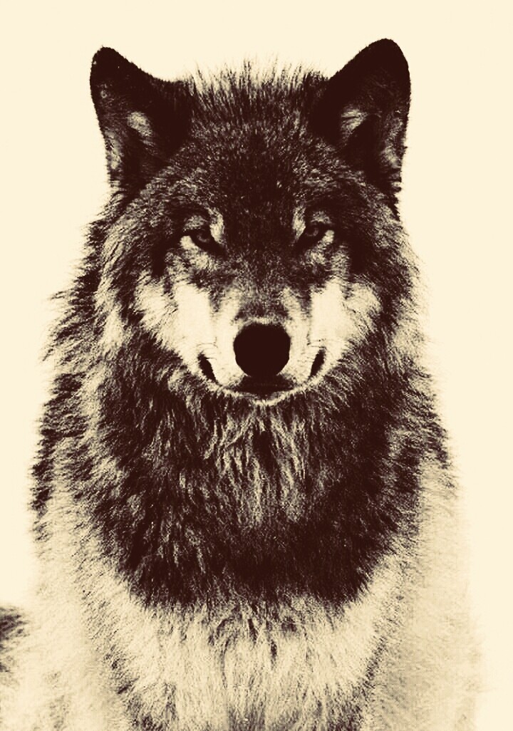 wolf