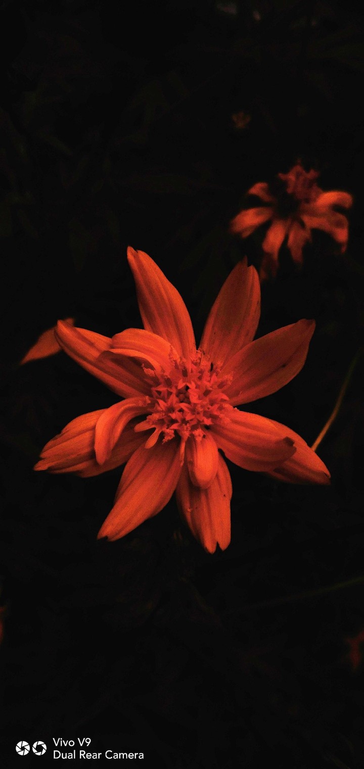 Bright flower