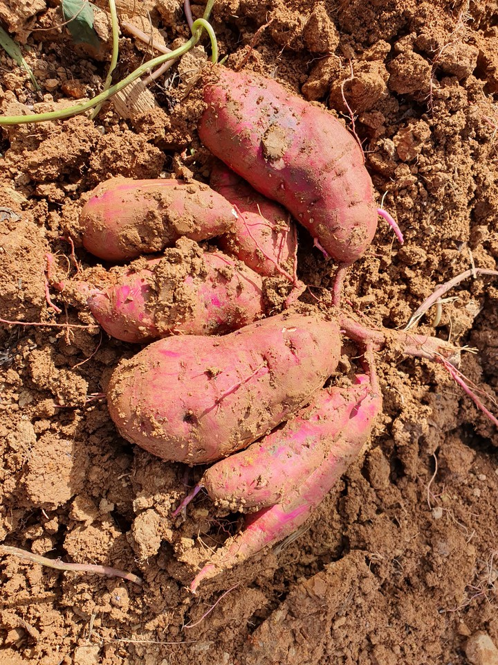 sweet potato 고구마