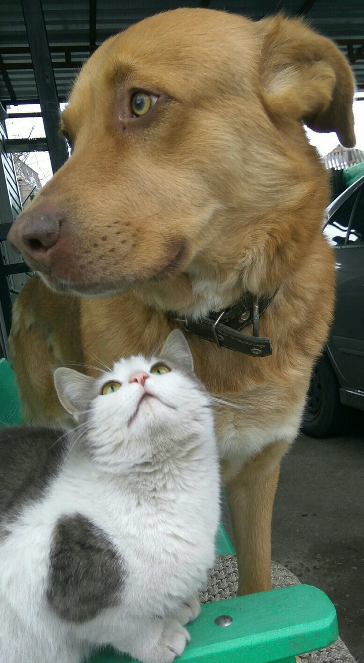 frends