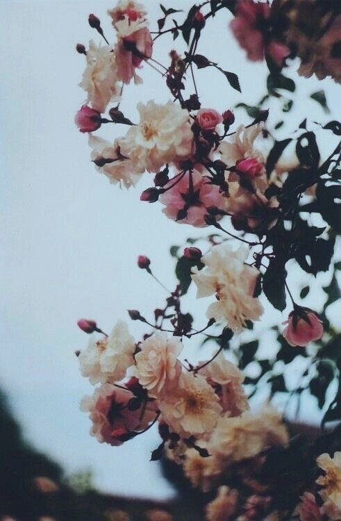 Flores 