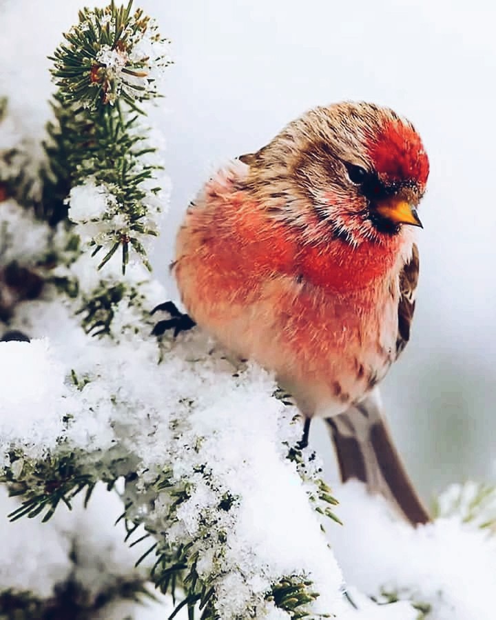 beautiful bird