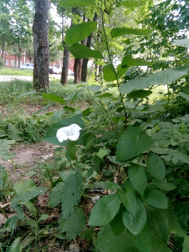 вьюнок
