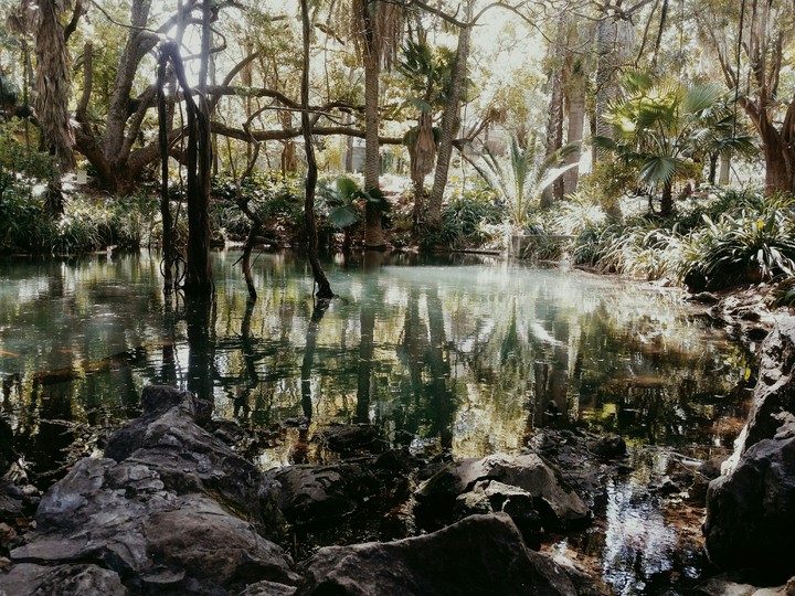 Wild jungle lake