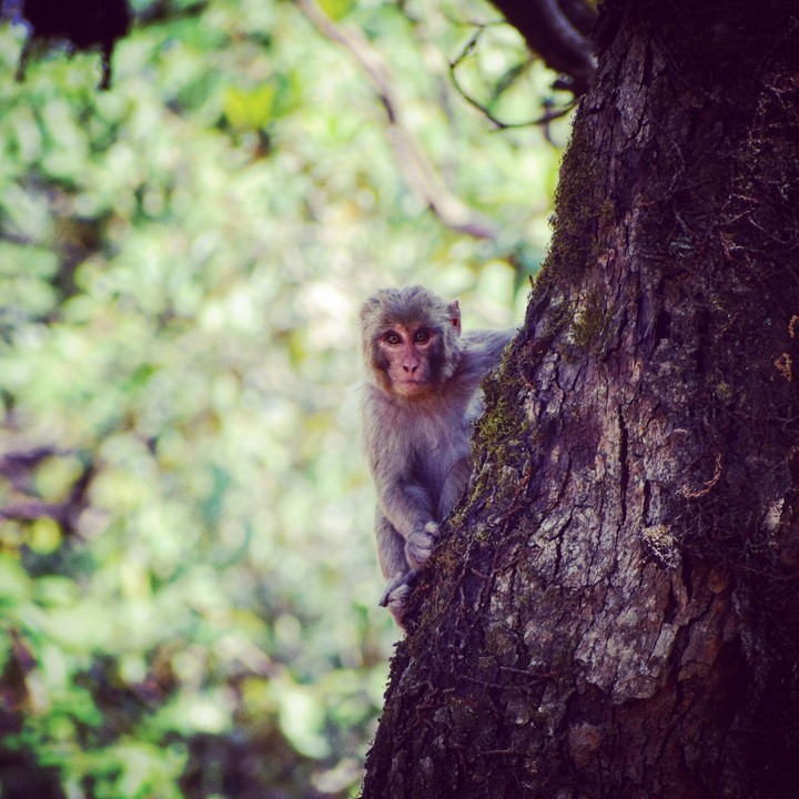monkey
