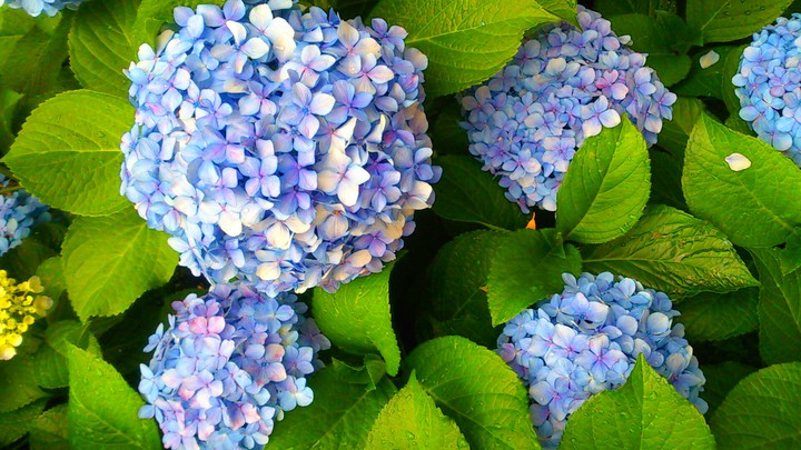 紫陽花