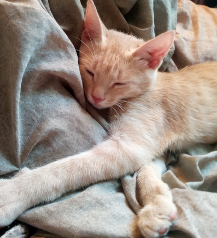 My..Cat