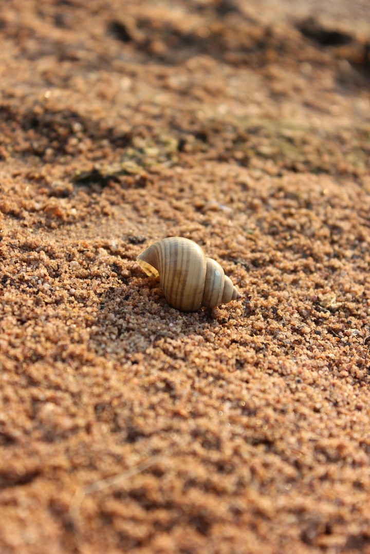 Snail