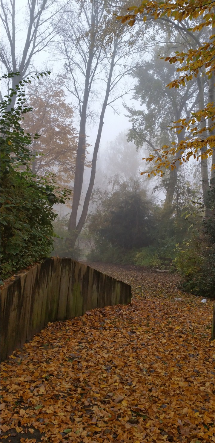 autumn forest with fog