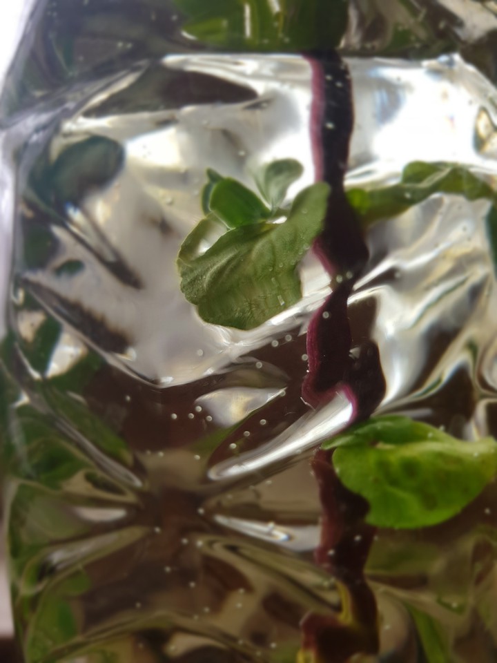 leaves in the bottle