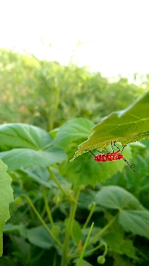 insects ❤