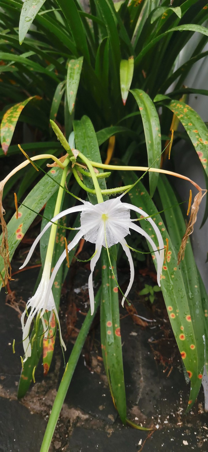 white flowers