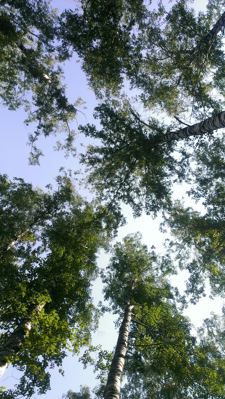 Siberian forest