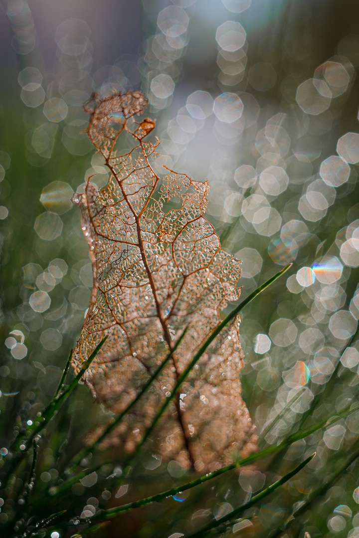 Fallen leaf on spring grass