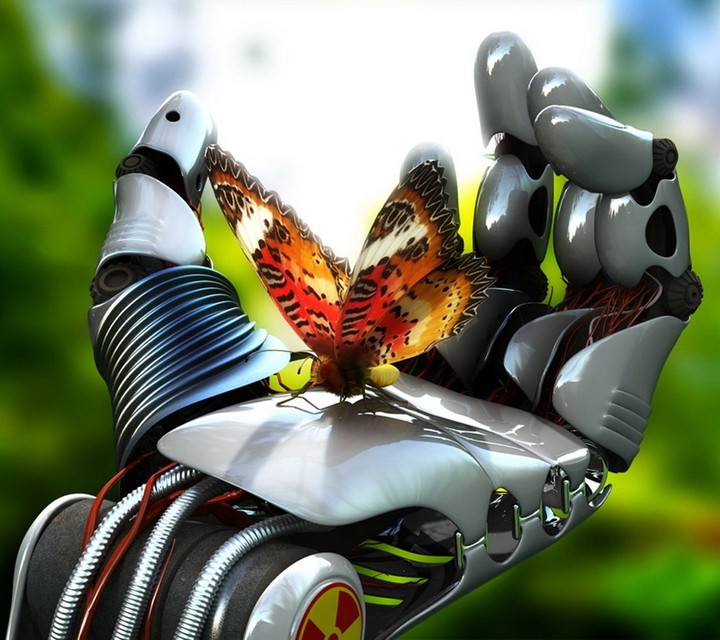butterfly