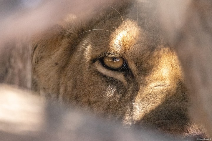 Löwe in Zambia.