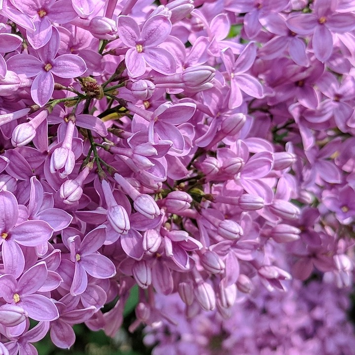 Pink reborn