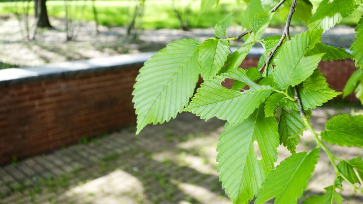 Leaves
