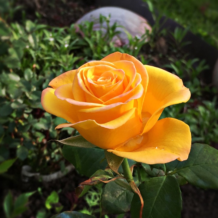 golden rose
