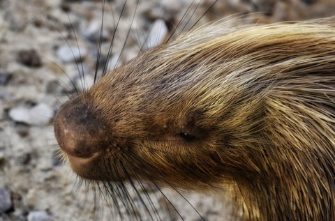 animals