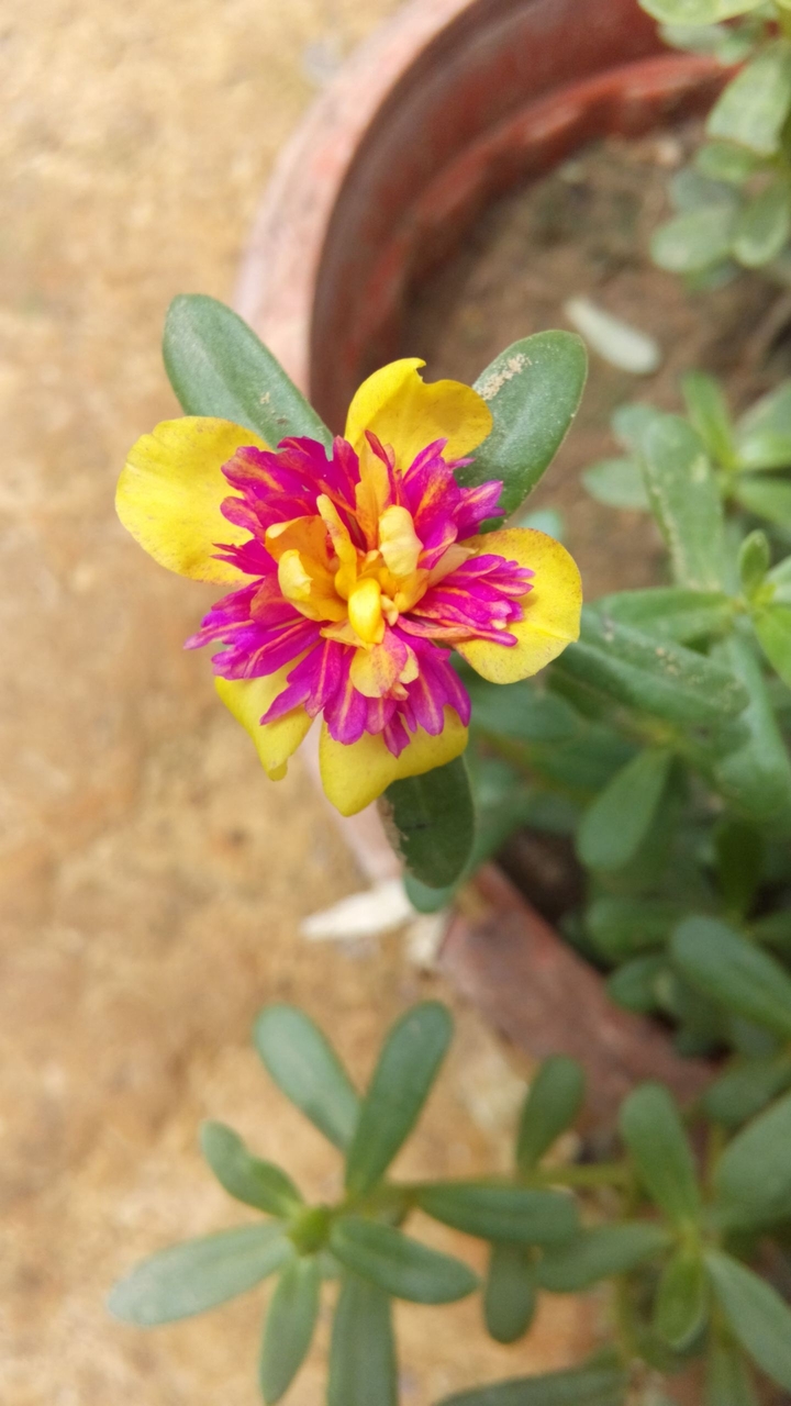 myfav flower