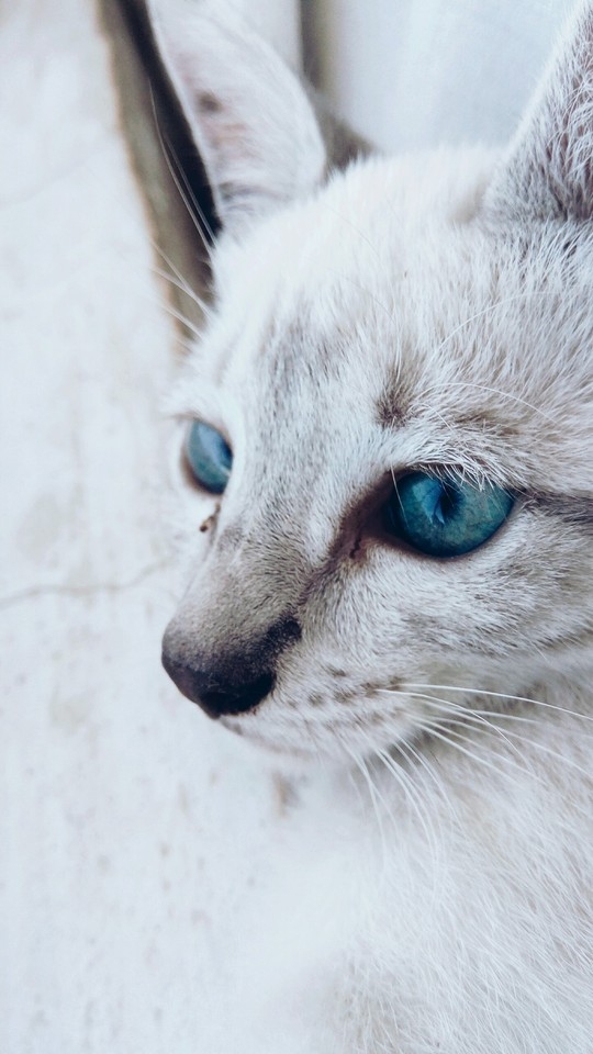Blue Eyes