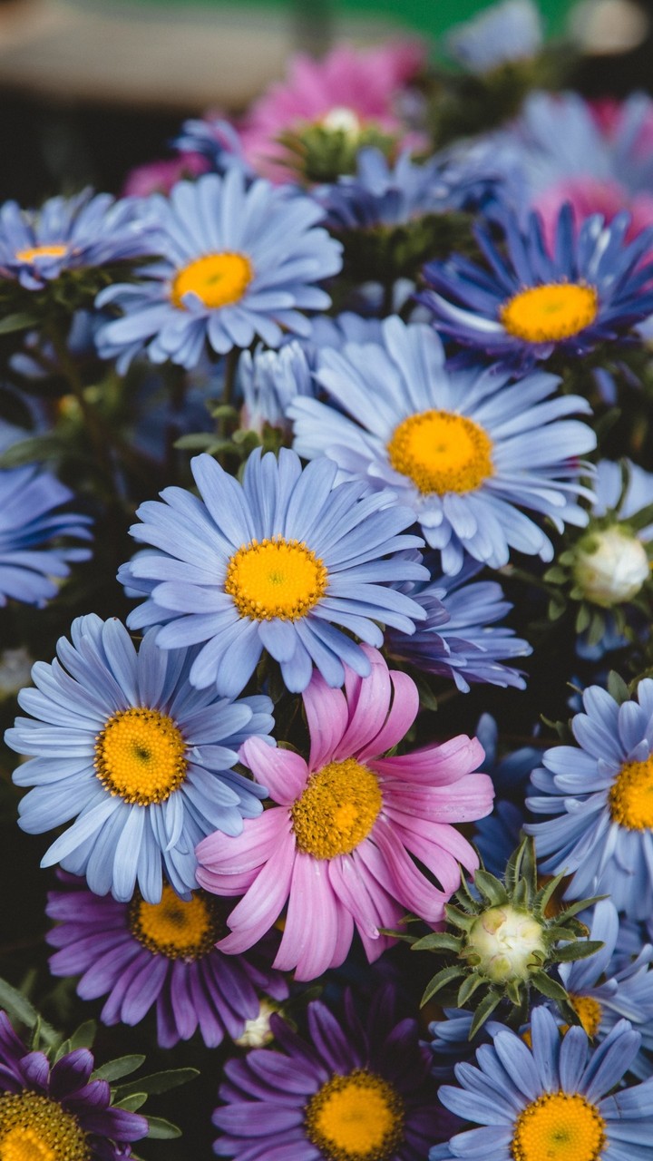 daisy