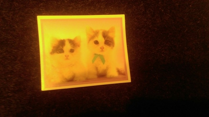 Light cat - styczeń