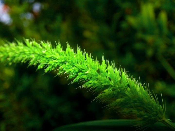 grass