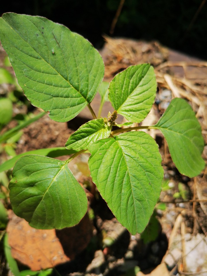 Strong Leaf