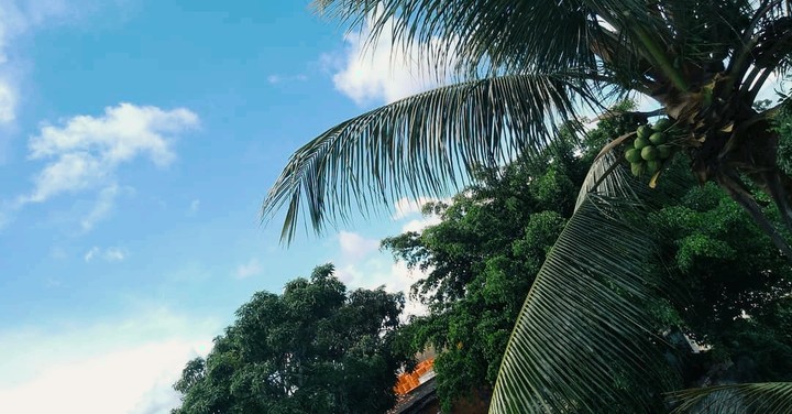 Tropical