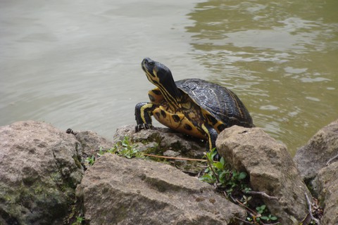 fondos de pantalla reptile, Fluid