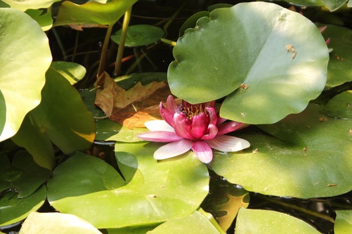 Водная лилия, Water lily