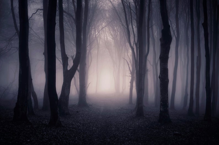 Dark woods