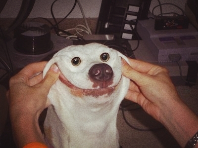 dog