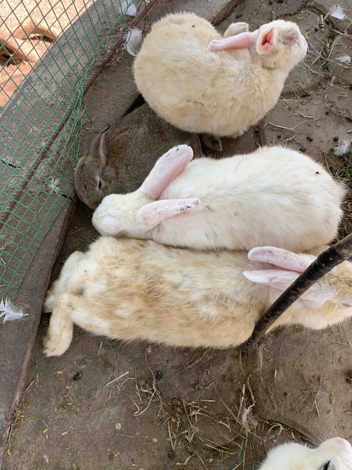Rabbit