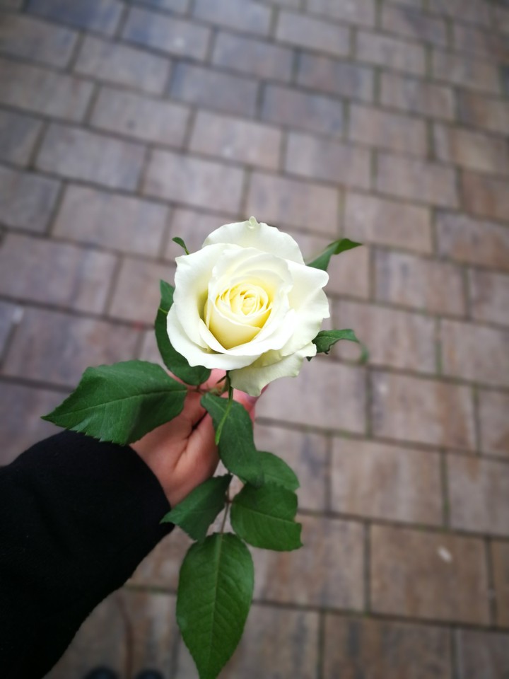 × Happy Women's Day ×